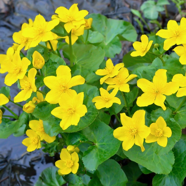 Sumpfdotterblume (Caltha palustris) mit gelben Blüten und grünen Blättern.
