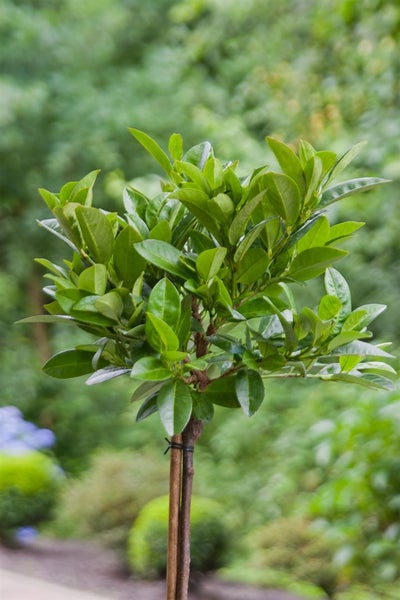 Prunus laurocerasus 'Piri', Kirschlorbeer, immergrün, 15–20 cm