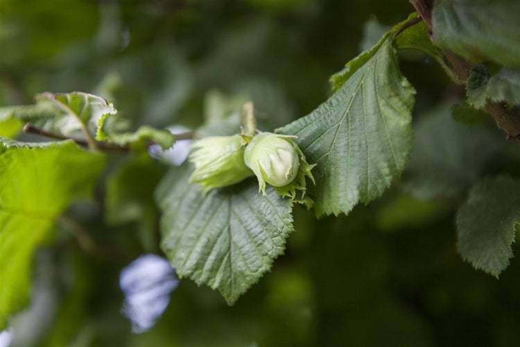 Corylus avellana 'Webbs Preisnuß', Haselnuss, 60–100 cm