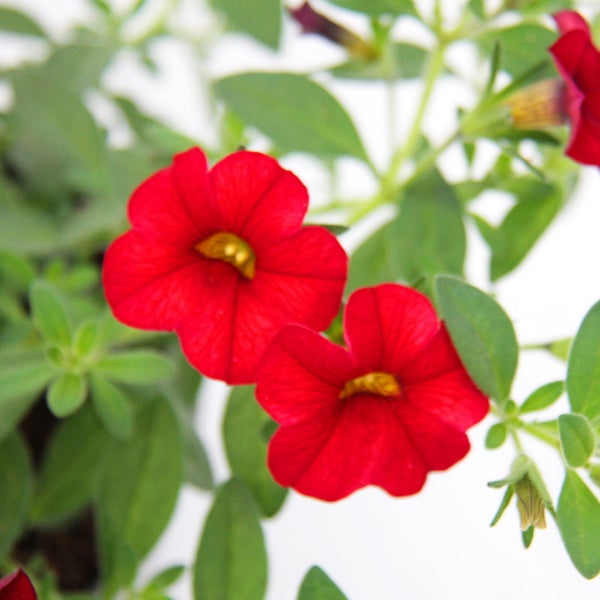 Zauberglöckchen - Minihängepetunie - Calibrachoa - 12cm Topf - Set mit 3 Pflanzen - rot