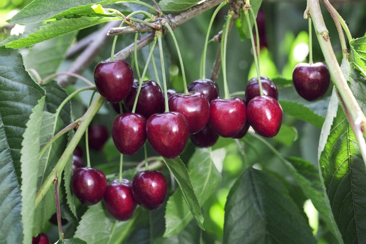 Prunus avium 'Kordia' -R-, Süßkirsche, 150–200 cm