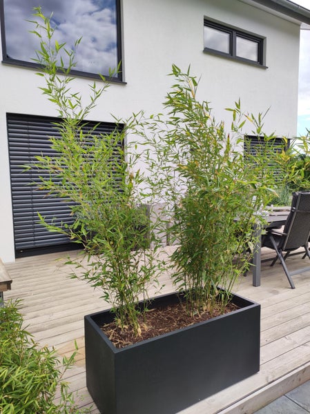 Schwarzer rechteckiger Pflanzkasten auf einer Holzterrasse mit zwei hohen Bambuspflanzen.