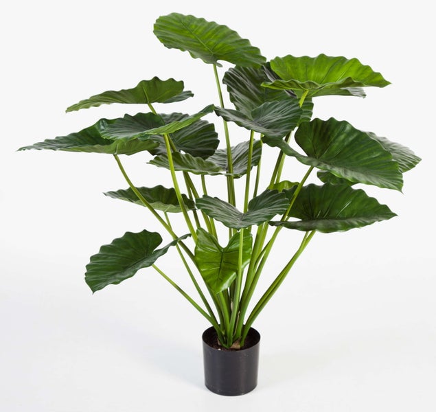 Künstliche Alocasia Pflanze im schwarzen Kunststofftopf mit großen grünen herzförmigen Blättern.