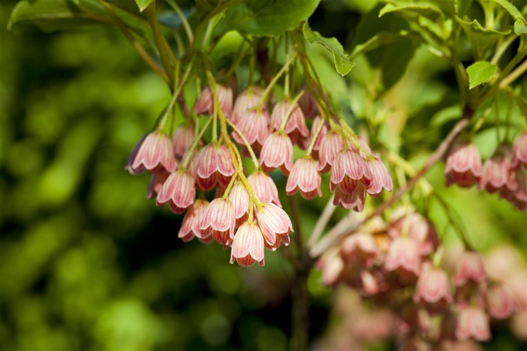 Enkianthus campanulatus, Japanischer Fächerstrauch, 60–80 cm