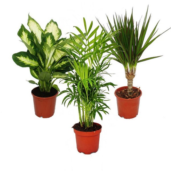 Exotenherz -Zimmerpflanzen-Set - Dieffenbachia - Chamaedorrea elegans- Dracaena marginata - 3 Pflanzen - pflegeleicht - luftreinigend - 12cm Topf