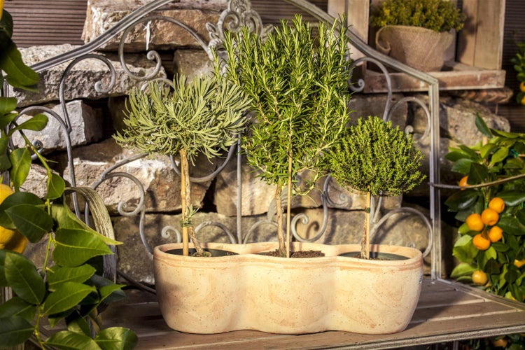 Dekorative Kräutertöpfe mit Lavendel, Rosmarin und Buchsbaum auf einem Regal.