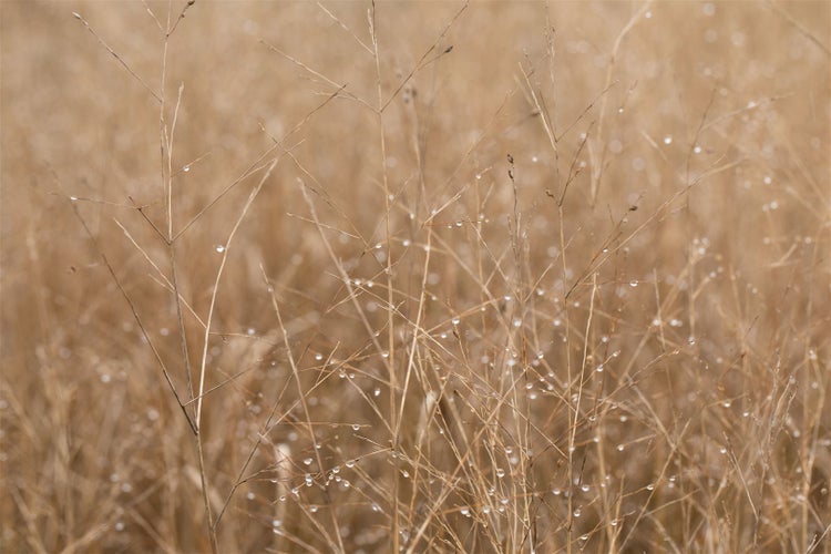 Panicum virgatum 'Heavy Metal', Rutenhirse, blaugrün, ca. 9x9 cm Topf