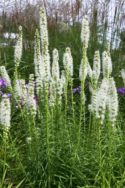 Liatris spicata 'Floristan Weiß', Prachtscharte, weiß, ca. 9x9 cm Topf