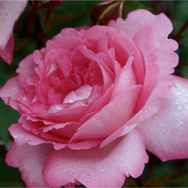Nahaufnahme einer einzelnen Rose mit Wassertropfen auf den Blütenblättern