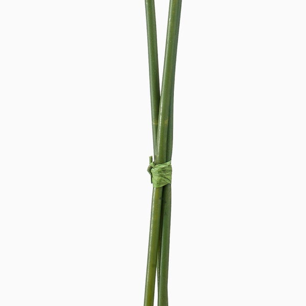 Gebündelte grüne Pflanzstäbe zur Unterstützung von Pflanzen.