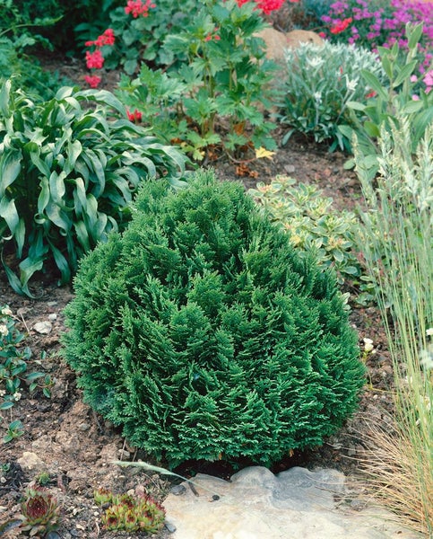 Kugelzypresse im Gartenbeet