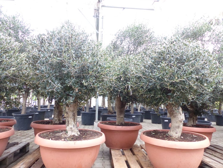 Bonsai Olivenbaum 140 - 170 cm knorrige urige Olive winterhart Olea Europaea Ölbaum