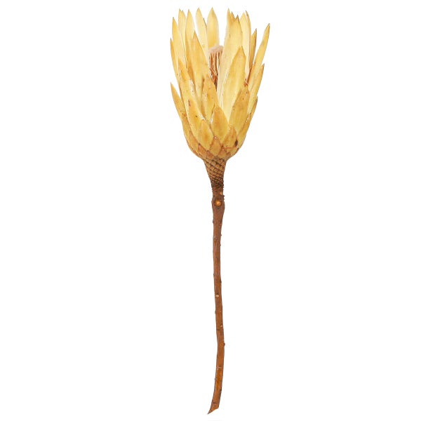 Protea auf Stiel