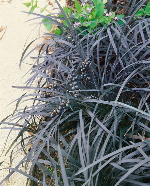 Ophiopogon planiscapus 'Nigrescens', Schlangenbart, schwarz, ca. 9x9 cm Topf