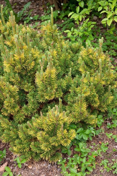 Pinus mugo 'Little Gold Star', Bergkiefer, goldgelb, 80–100 cm