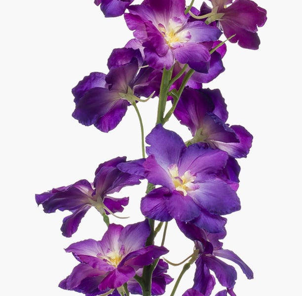 Rittersporn mit mehreren violetten Blüten an einem Stiel.
