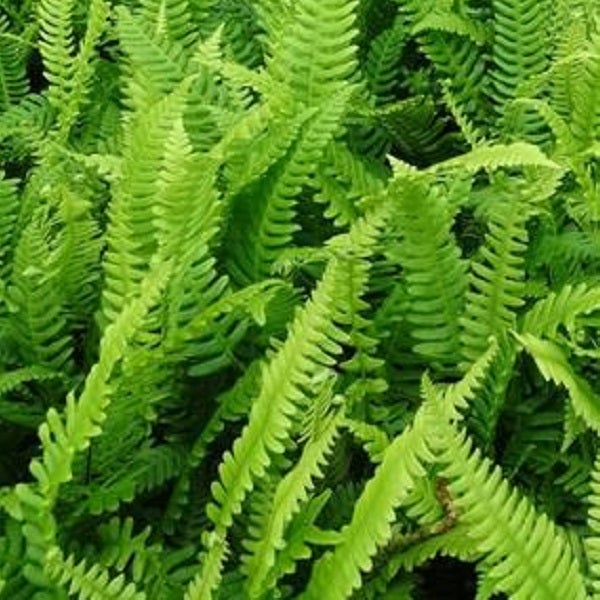 Nahaufnahme von Farnblättern