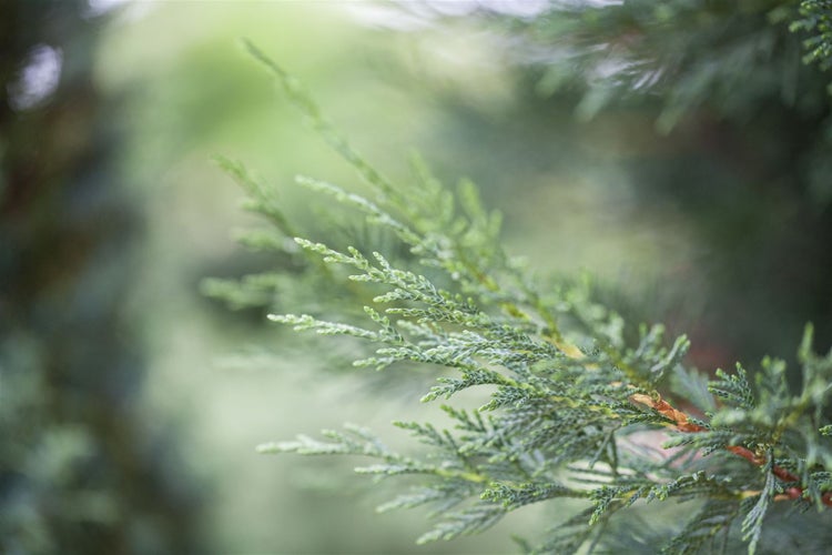 Cupressocyparis leylandii, Leyland-Zypresse, 40–60 cm