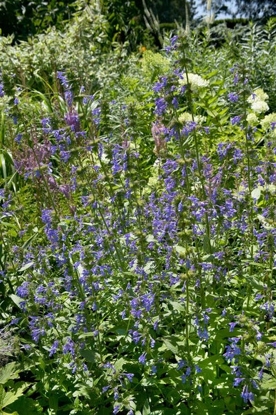 Nepeta sibirica, Katzenminze, blauviolett, ca. 9x9 cm Topf