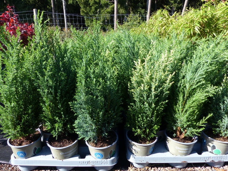 Mehrere Chamaecyparis lawsoniana Scheinzypressen in Pflanztöpfen auf einem Kunststoffträger im Baumarkt Sortiment.