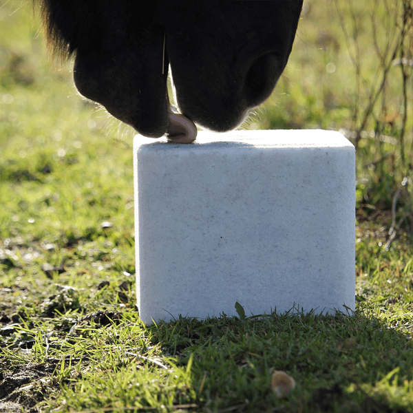 Pferd leckt Salzleckstein auf einer Wiese zur Mineralversorgung