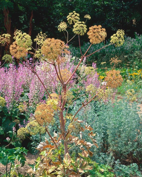 Angelica archangelica, Engelwurz, ca. 11x11 cm Topf, aromatisch