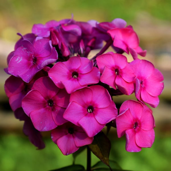 Katzenkratzbaum in Kaktusform mit Kratzsäule und Liegeflächen