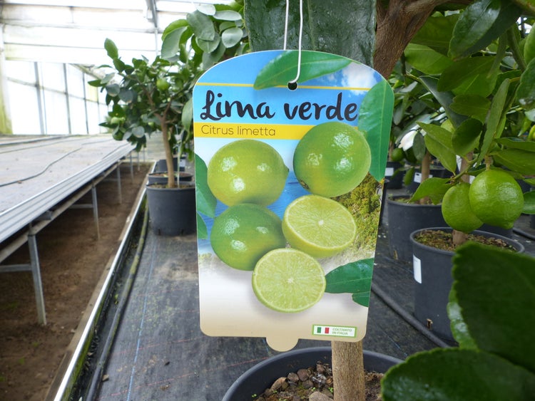 echte Caipi Limette Caipirinha Limettenbaum Citrus Lime 70 - 90 cm Zitruspflanze