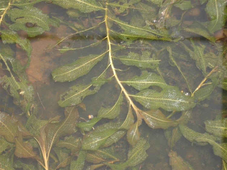Potamogeton lucens, Glänzendes Laichkraut, ca. 9x9 cm Topf