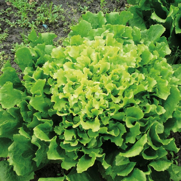 Grüner Eichblattsalat wächst im Gartenbeet in der Erde.