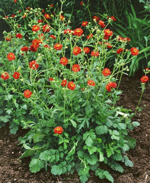 Geum chiloense 'Feuerball', Nelkenwurz, leuchtend rot, ca. 9x9 cm Topf