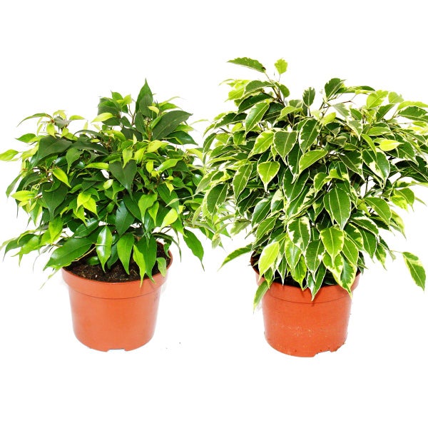 Kinky-Duo  - Set mit 2 verschiedenen Buschigen Birkenfeigen - Ficus benjamini Kinky - 12cm Topf