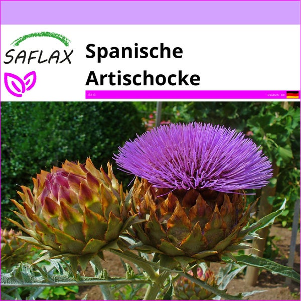 SAFLAX  - Spanische Artischocke - Cynara cardunculus - 50 Samen