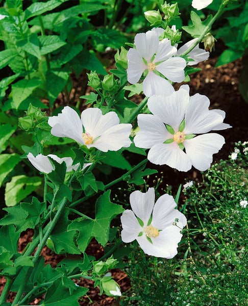 Lavatera x olbia 'White Angel', Strauchmalve, weiß, ca. 11x11 cm Topf