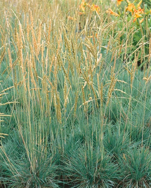 Koeleria glauca, Blaugras, ca. 9x9 cm Topf