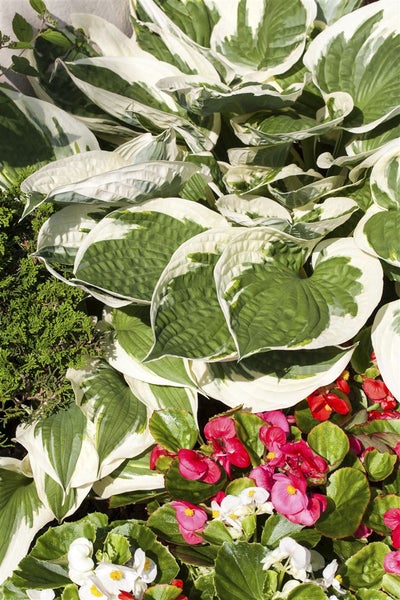 Hosta 'Patriot', Funkie, grün-weiß, ca. 3-5 Liter Container
