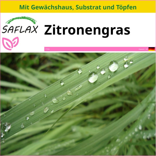 SAFLAX Anzucht Set - Zitronengras - Cymbopogon flexosus - 50 Samen - Mit Mini-Gewächshaus, Anzuchtsubstrat und 2 Töpfen