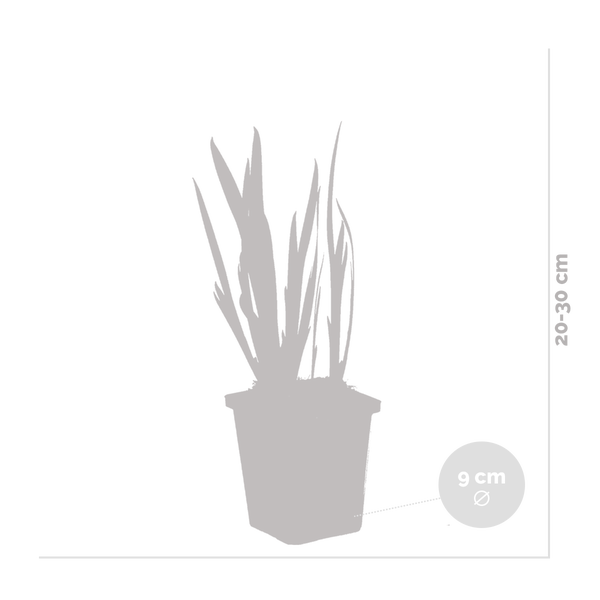 Silhouette einer Pflanze im quadratischen Topf mit einer Höhe von 20 bis 30 Zentimetern und einem Topfdurchmesser von 9 Zentimetern.