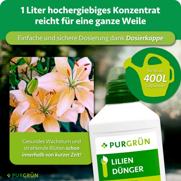 Eine Flasche Purgrün Liliendünger Konzentrat mit Dosierkappe für bis zu 400 Liter Gießwasser, geeignet für gesundes Wachstum von Lilien.