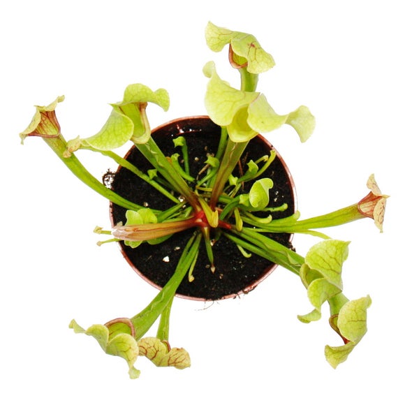 Schlauchpflanze - Trompetenkrug-Pflanze - Sarracenia smoorii - Fleischfressende Pflanze - 9cm Topf