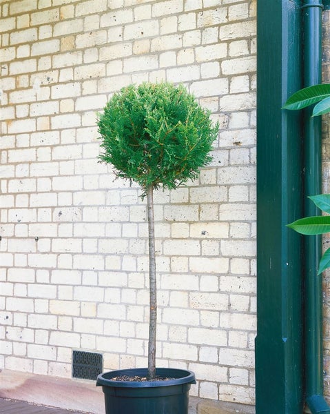 Kugelthuja im Topf vor einer Ziegelwand