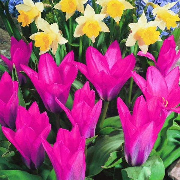 Nahaufnahme von blühenden Tulpen und Narzissen im Garten