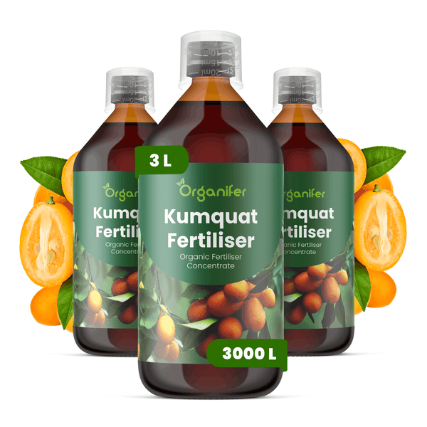 Organifer Kumquat Dünger, organisches Düngerkonzentrat für Zitruspflanzen, Flasche mit 3 Liter Inhalt.