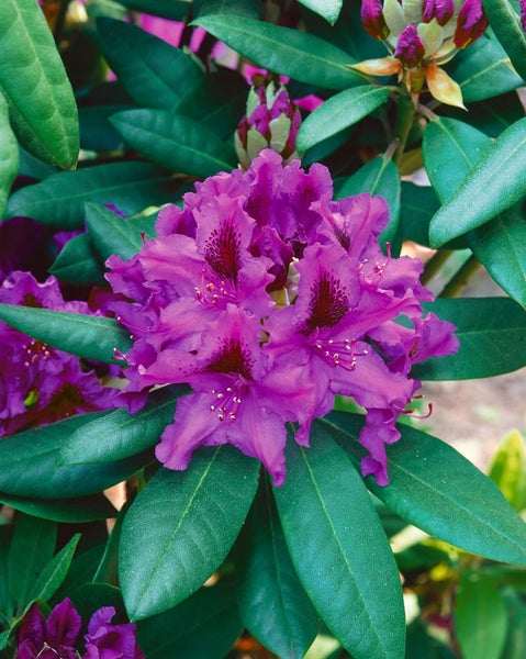 Nahaufnahme einer lila Rhododendronblüte mit grünen Blättern