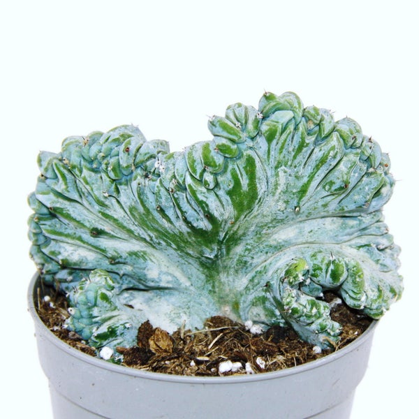 Heidelbeer-Kaktus Kammform Myrtillocactus geometrizans cristata außergewöhnlicher Kaktus 6,5cm Topf
