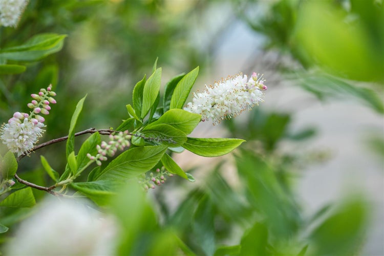 Clethra alnifolia 'Sixteen Candles', Scheineller, weiß, 40–60 cm