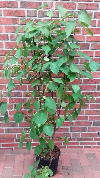 Davidia involucrata 'Vilmoriana', Taschentuch-Baum, Taubenbaum, Gesamthöhe: 170-180 cm