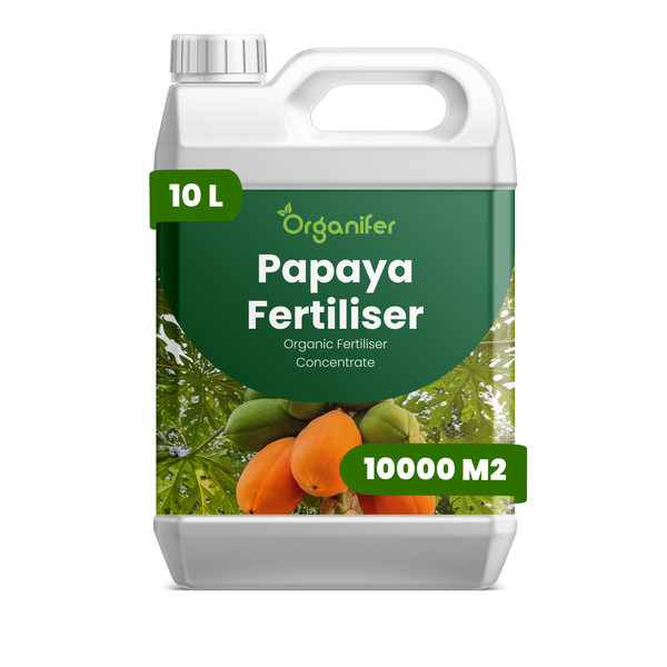 Blauregen in voller Blüte mit hängenden lila-weißen Blütentrauben und Organifer Logo.