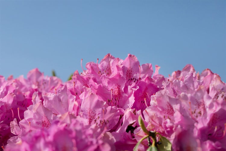 Rhododendron Hybr. 'Walküre', rosa Blüten, 40–50 cm