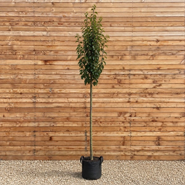 Ein hochstämmiger Baum in einem Pflanzkübel vor einer Holzfassade.